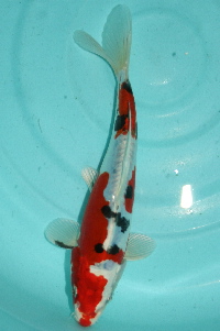 20111120 228-200.jpg
